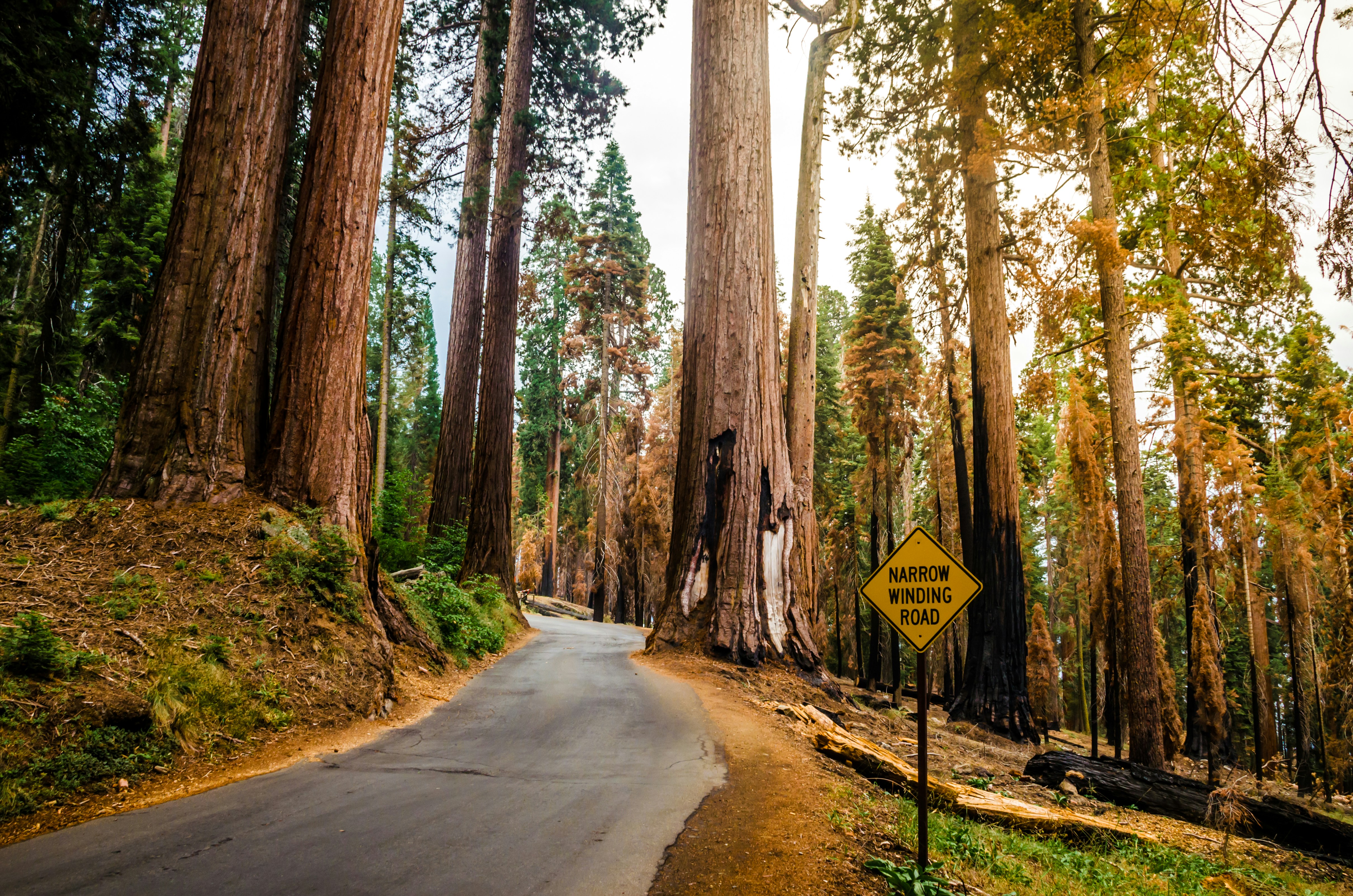 Sequoia, California
