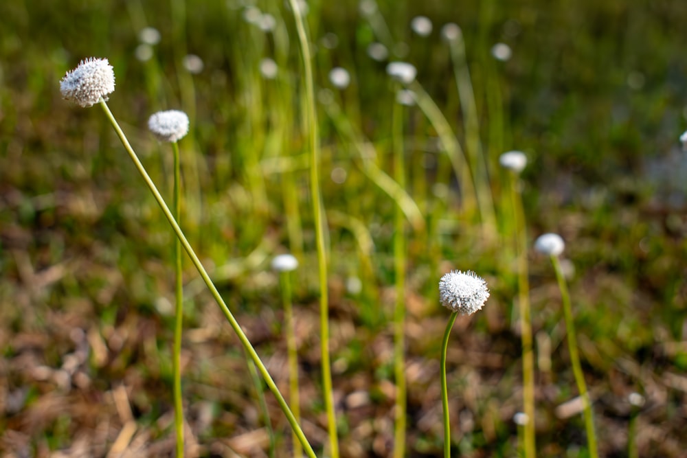 un paio di fiori bianchi seduti in cima a un campo verde lussureggiante