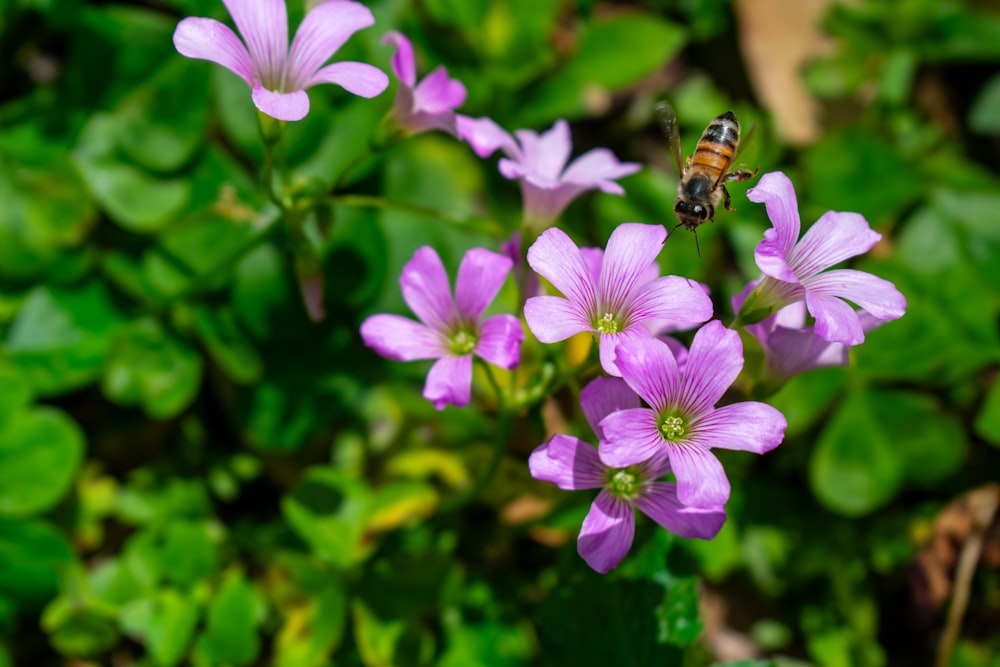 a bee is sitting on a purple flower