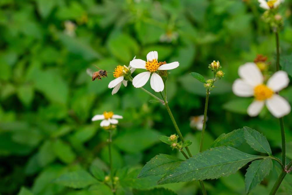 a group of white and yellow flowers in a field