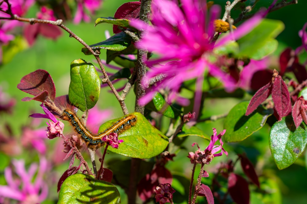 un insecto verde y amarillo en una flor púrpura