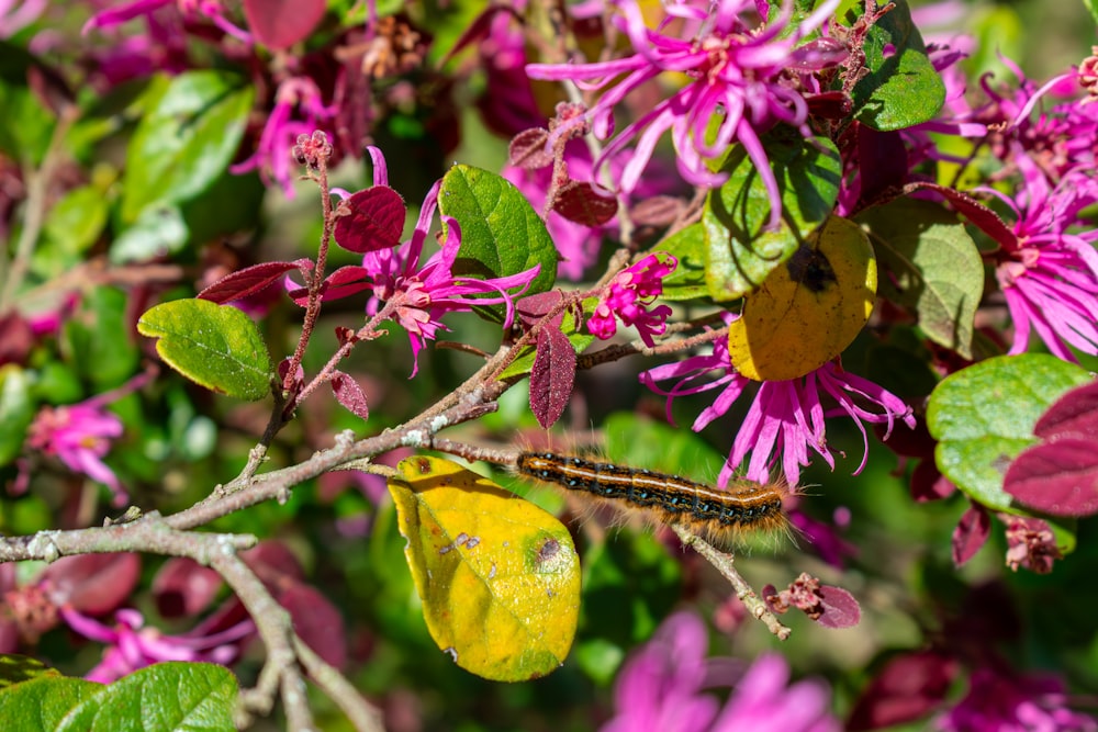 a caterpillar crawling on a purple flower