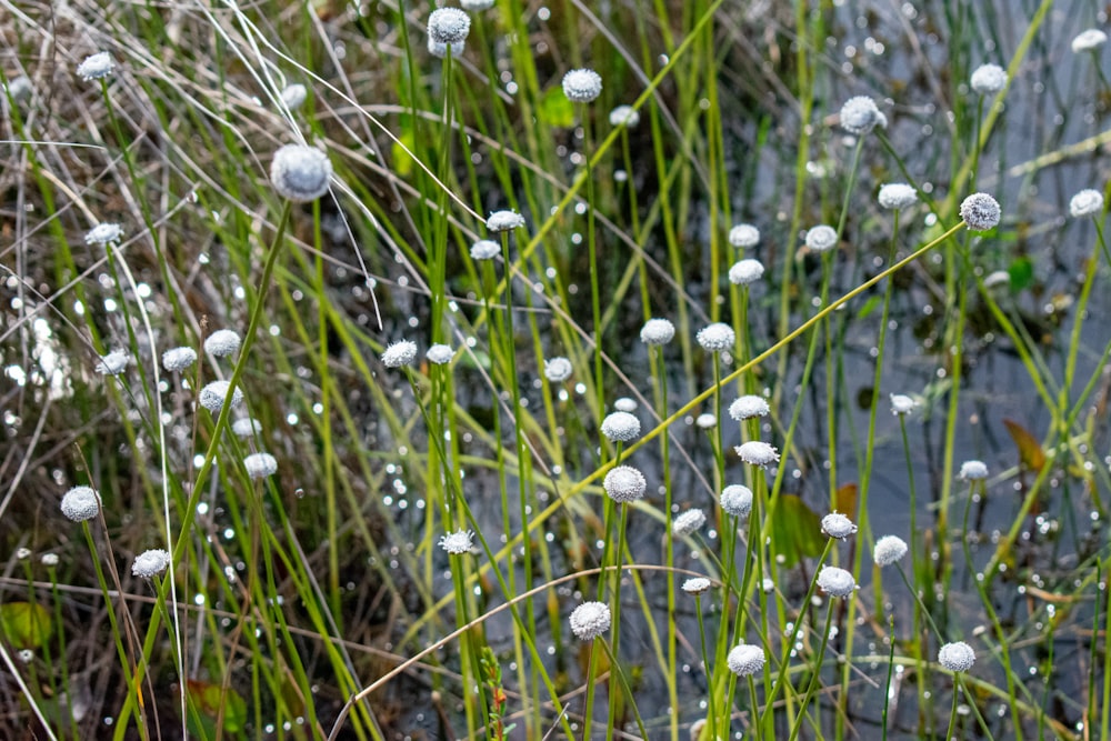 a bunch of water droplets are on the grass