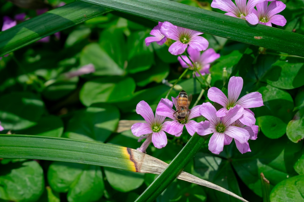 a bee is sitting on a purple flower