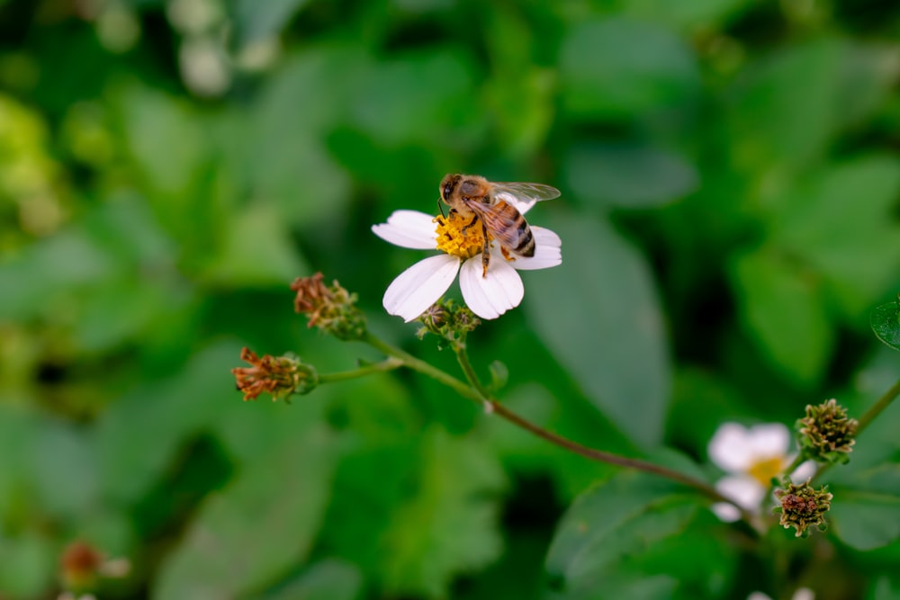 a bee sitting on top of a white flower