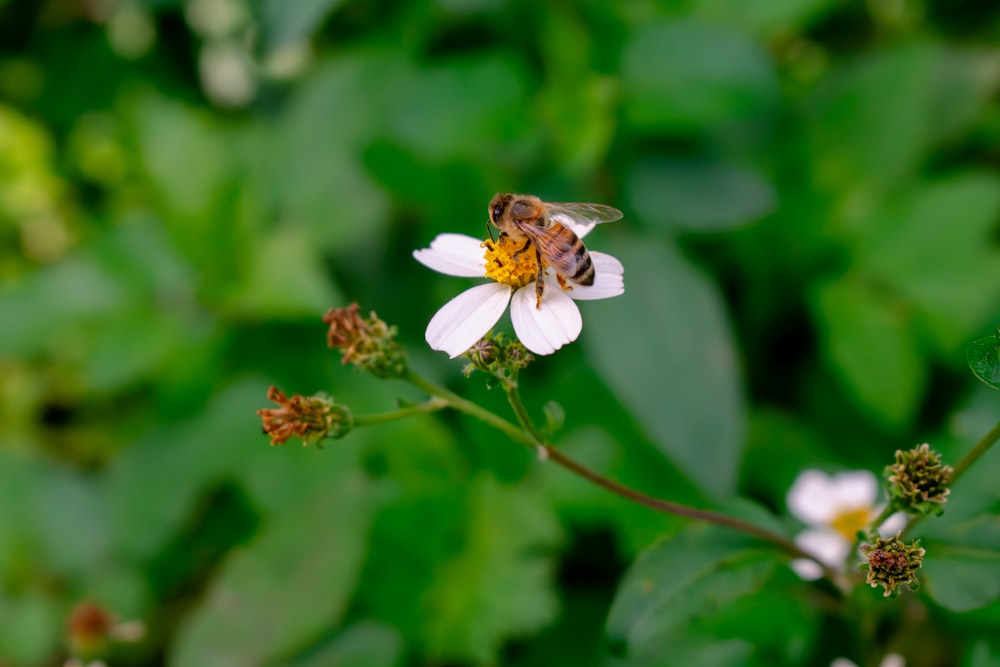 eine Biene, die auf einer weißen Blume sitzt