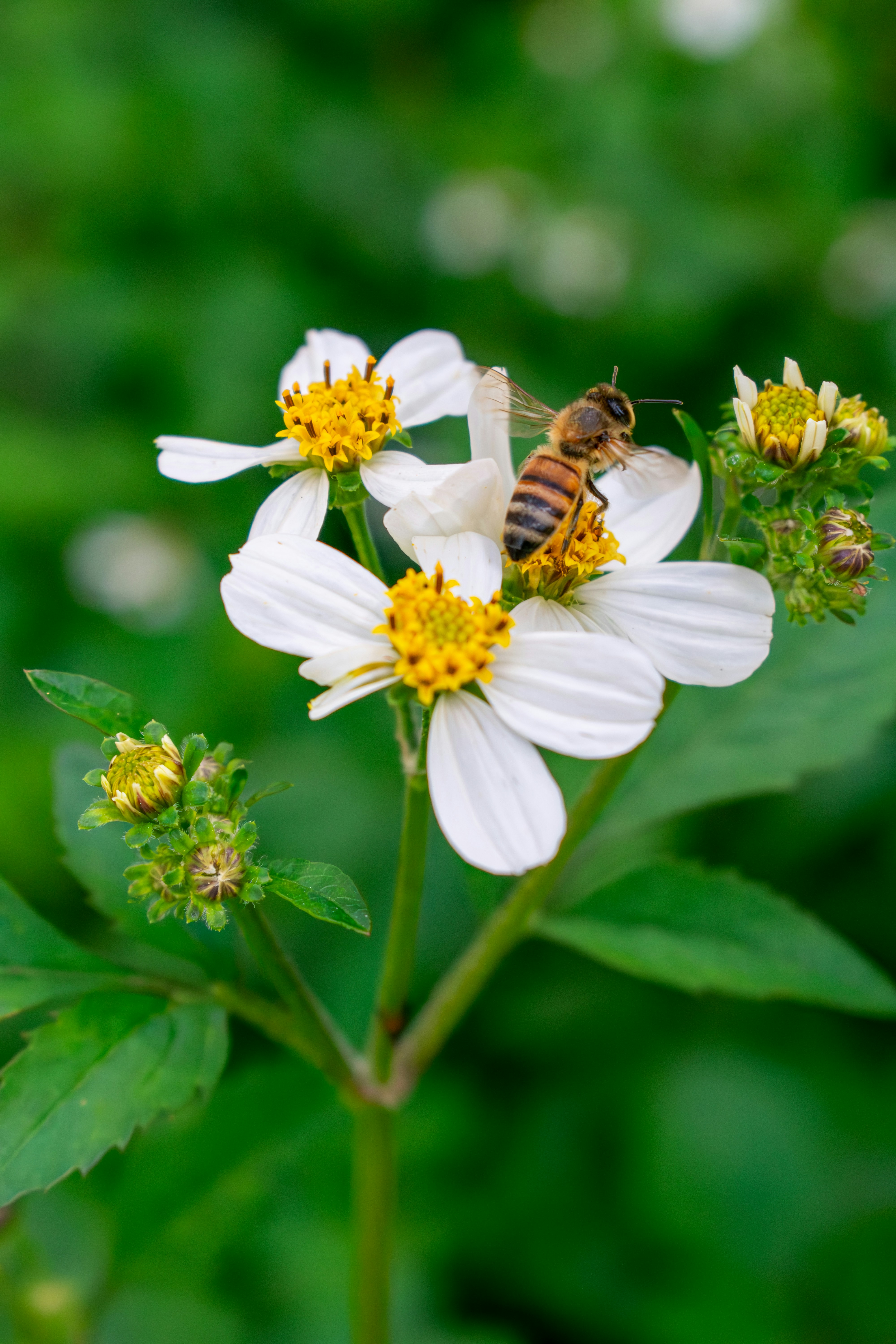 a bee sitting on top of a white flower