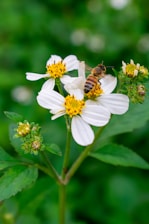 a bee sitting on top of a white flower