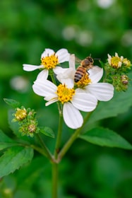 a bee sitting on top of a white flower