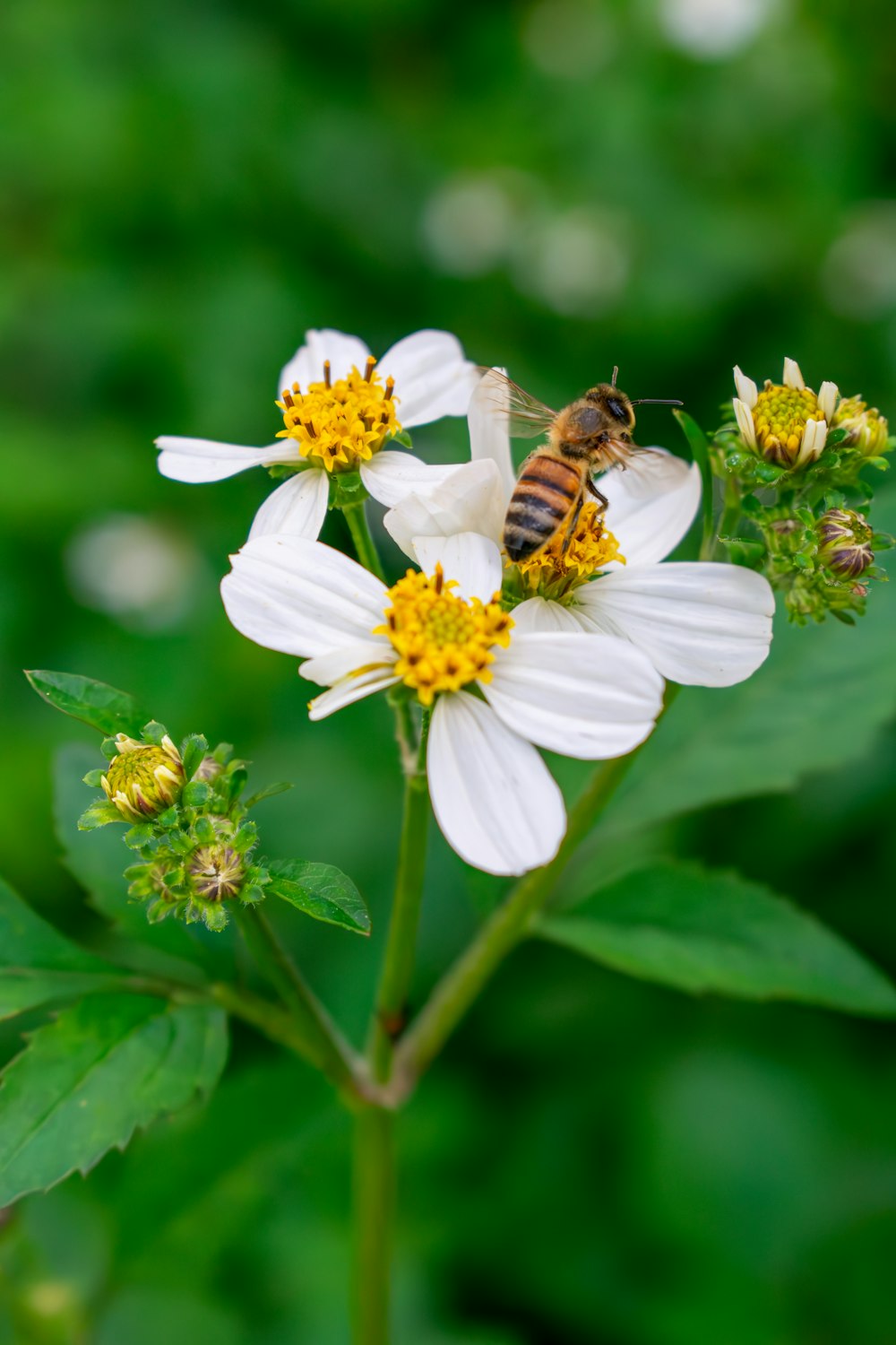 흰 꽃 위에 앉아있는 꿀벌