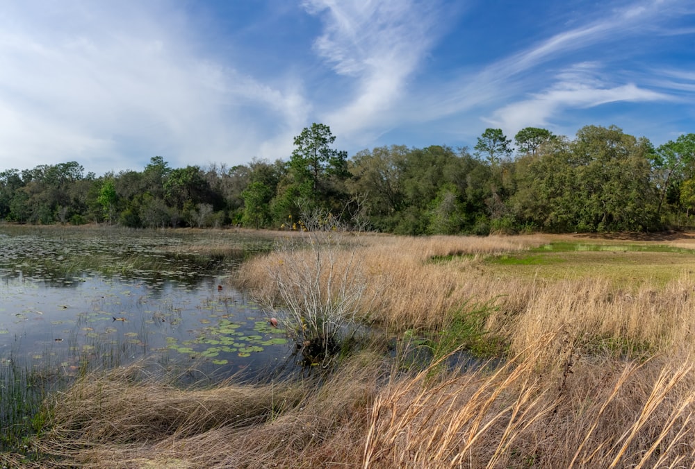 un lac entouré d’herbes hautes et d’arbres