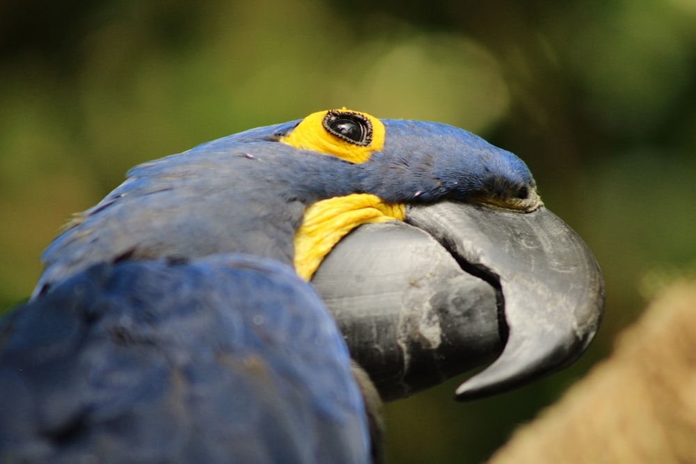 a close up of a blue and yellow parrot