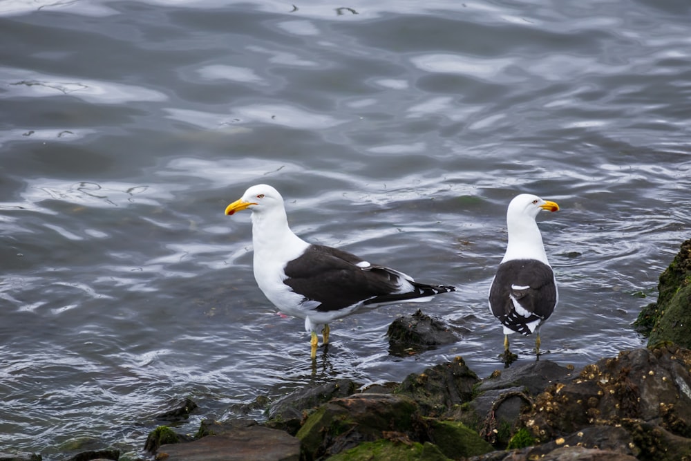two seagulls standing on rocks in the water