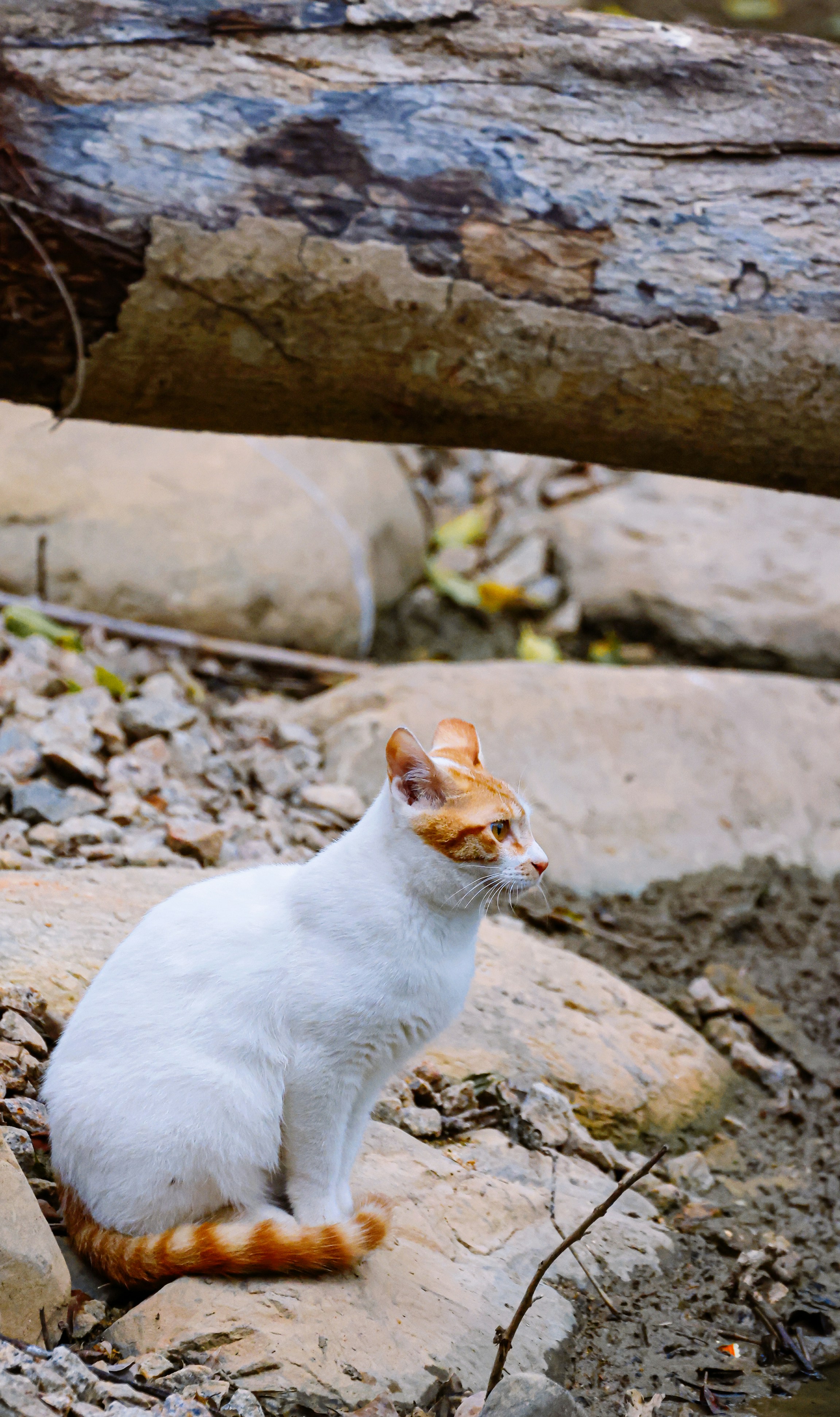 Photo by dickenslin76