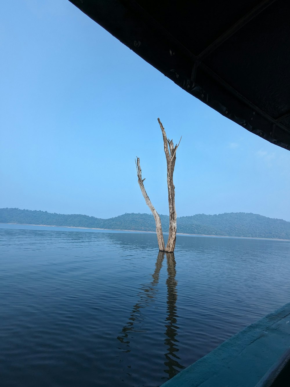 a dead tree in the middle of a lake