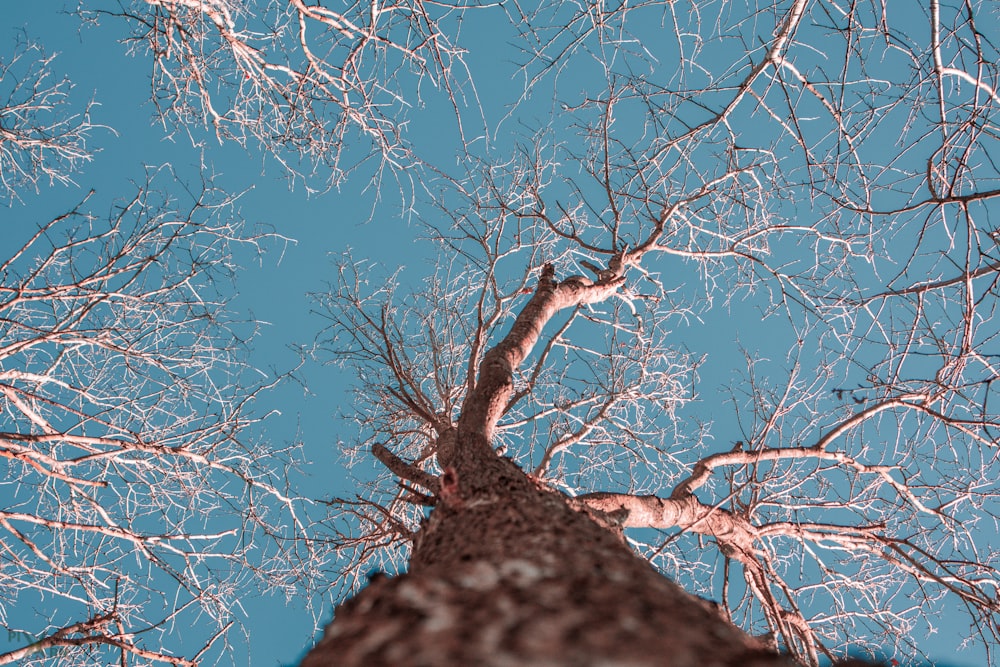 looking up at a tree with no leaves on it