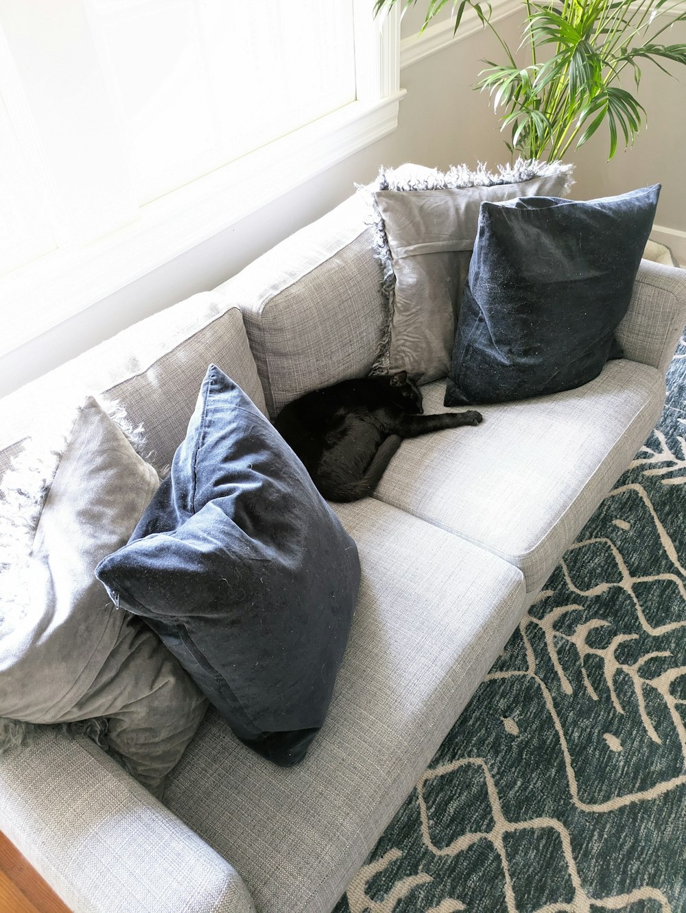 a black cat laying on top of a white couch