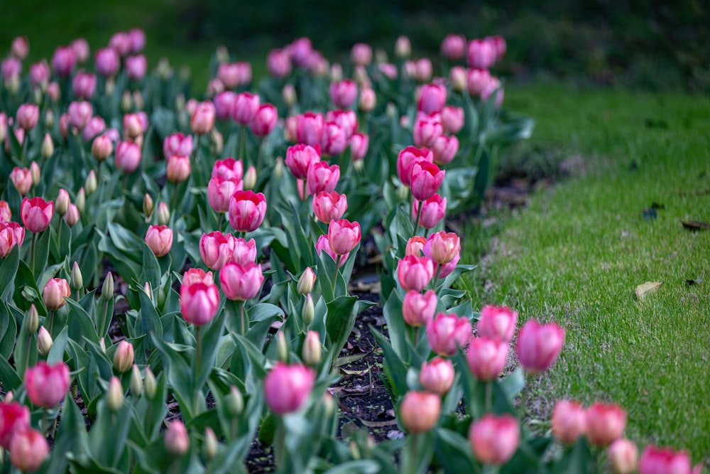 a field of pink and yellow tulips in bloom