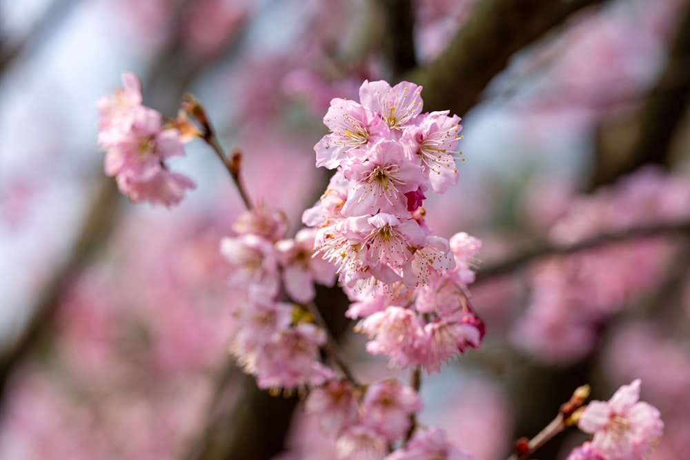 a branch of a tree with pink flowers