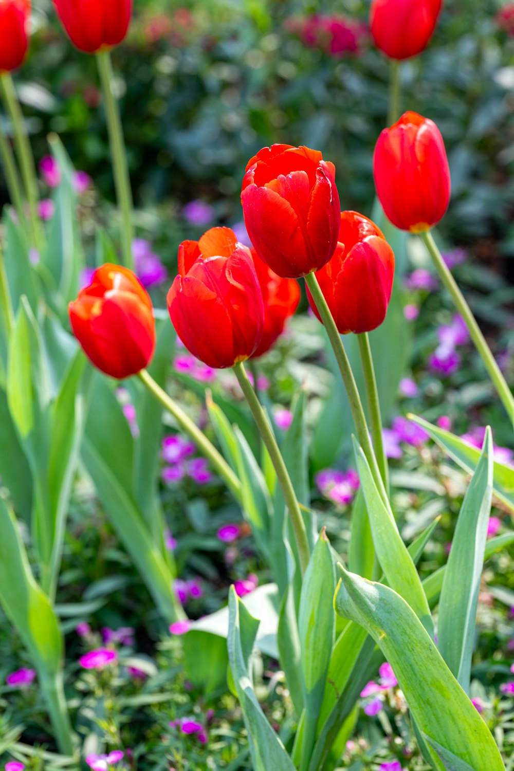 a bunch of red flowers that are in the grass