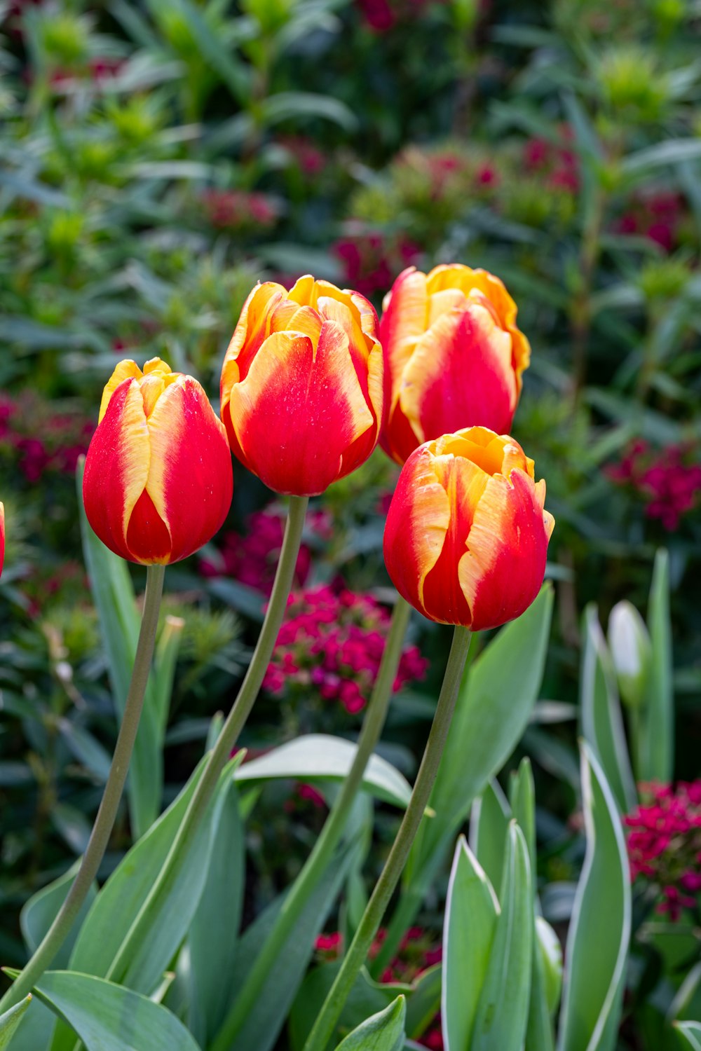 a group of red and yellow tulips in a garden
