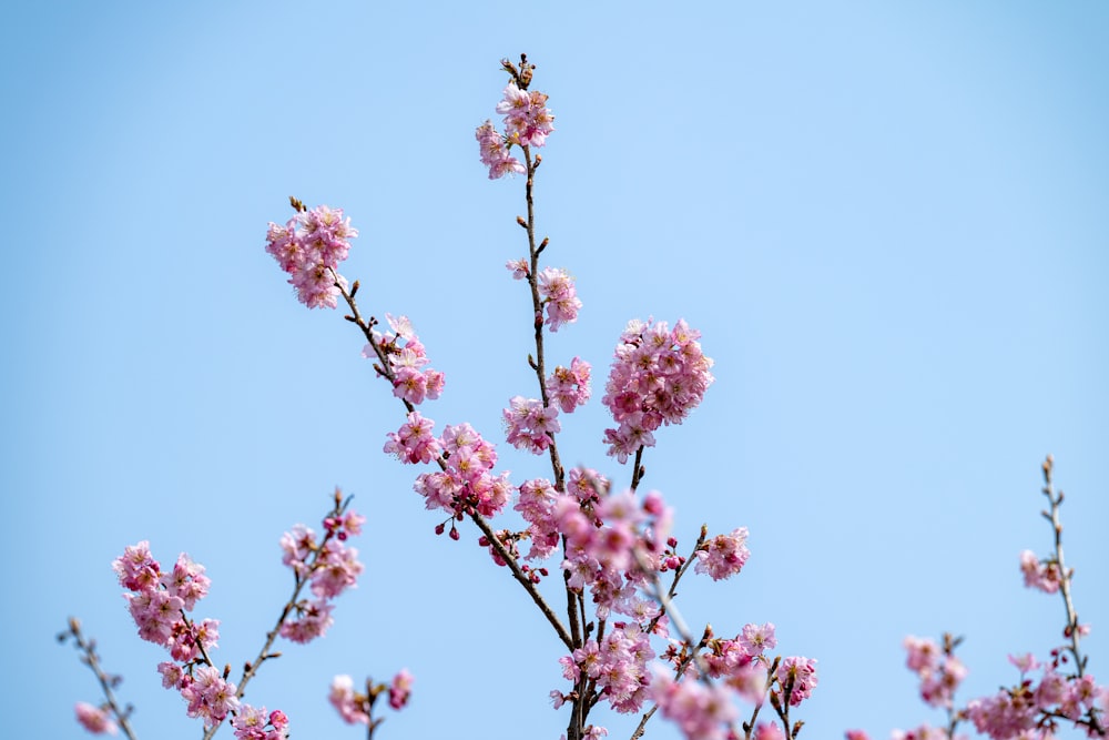 a branch with pink flowers against a blue sky