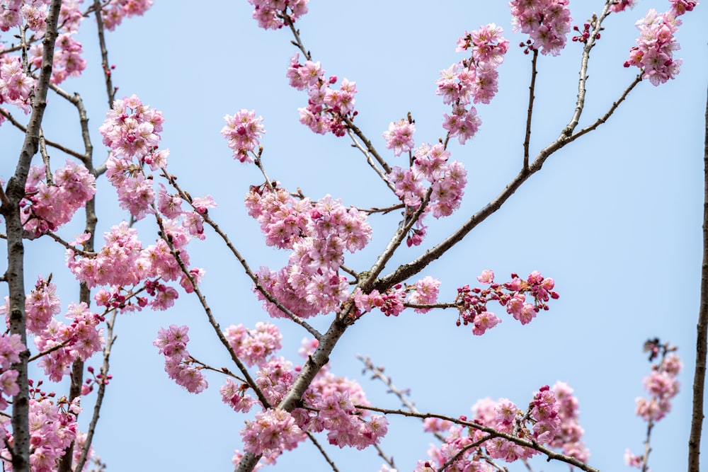 a pink flowered tree with a blue sky in the background