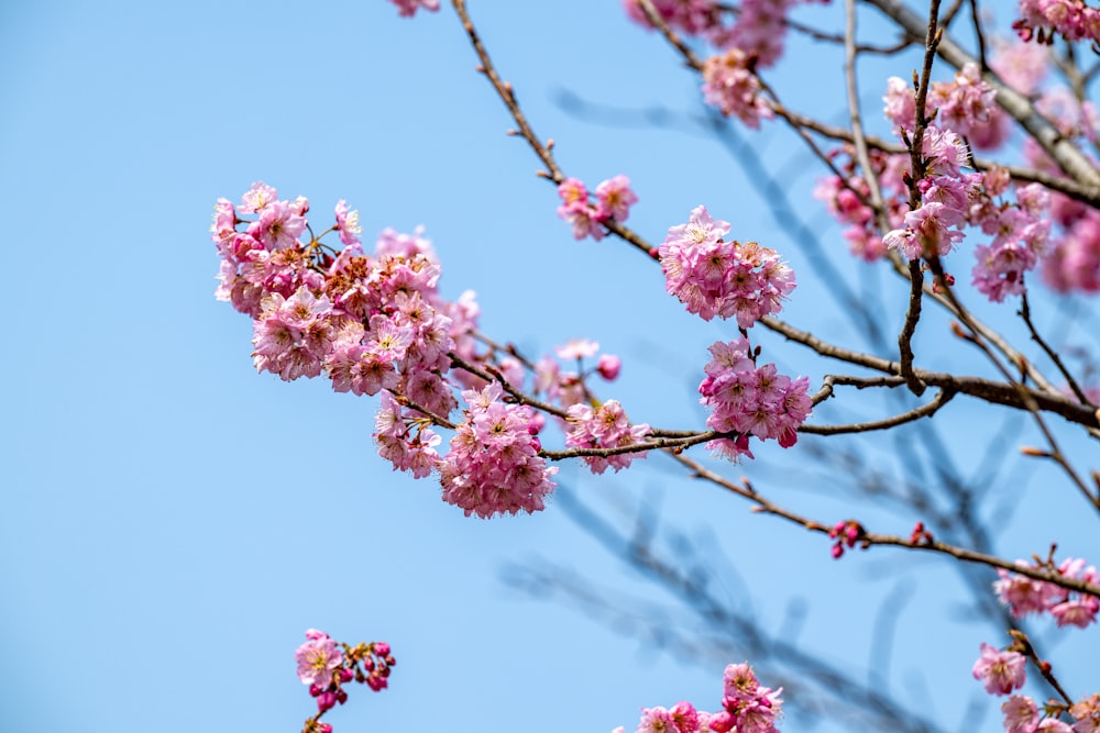 a tree with pink flowers and a blue sky in the background