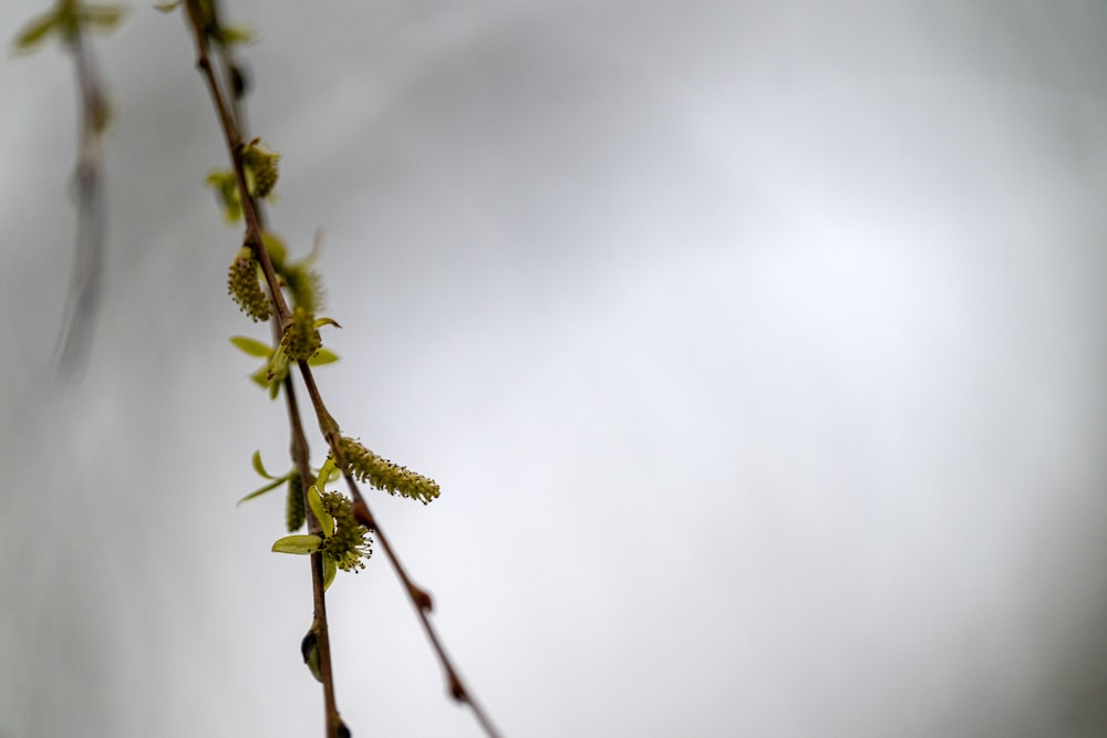 a close up of a branch with flowers on it
