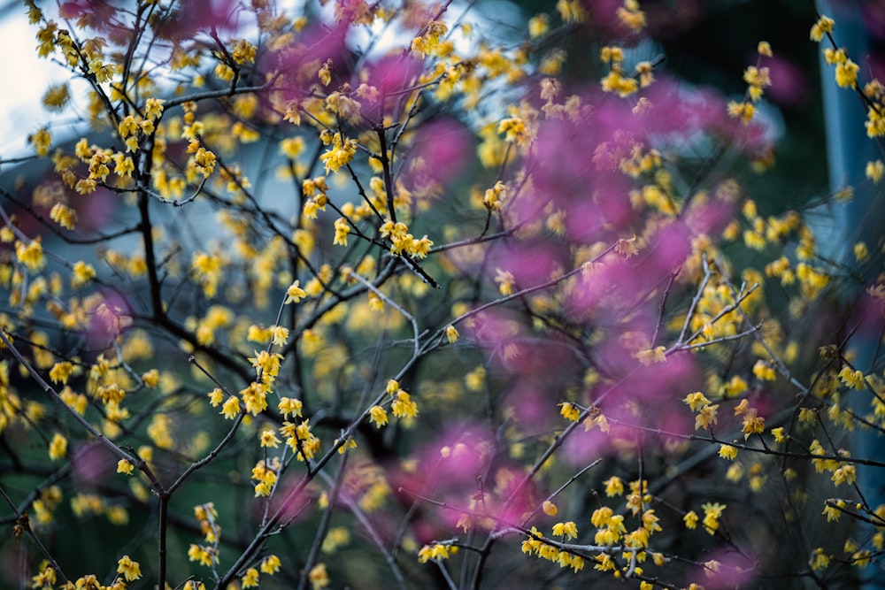 a bunch of yellow and pink flowers on a tree