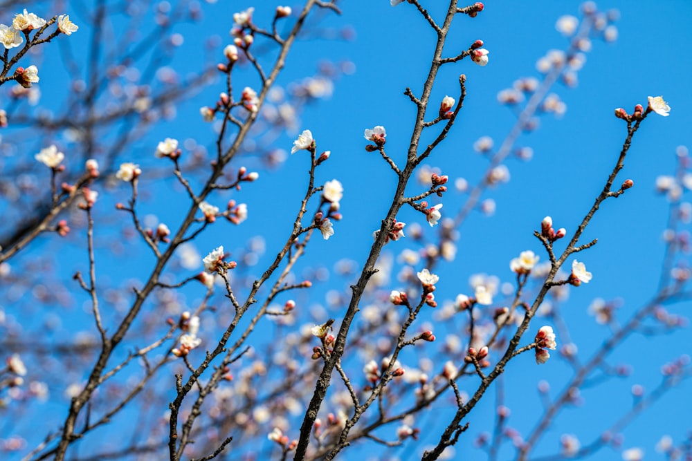 the branches of a tree with white flowers against a blue sky