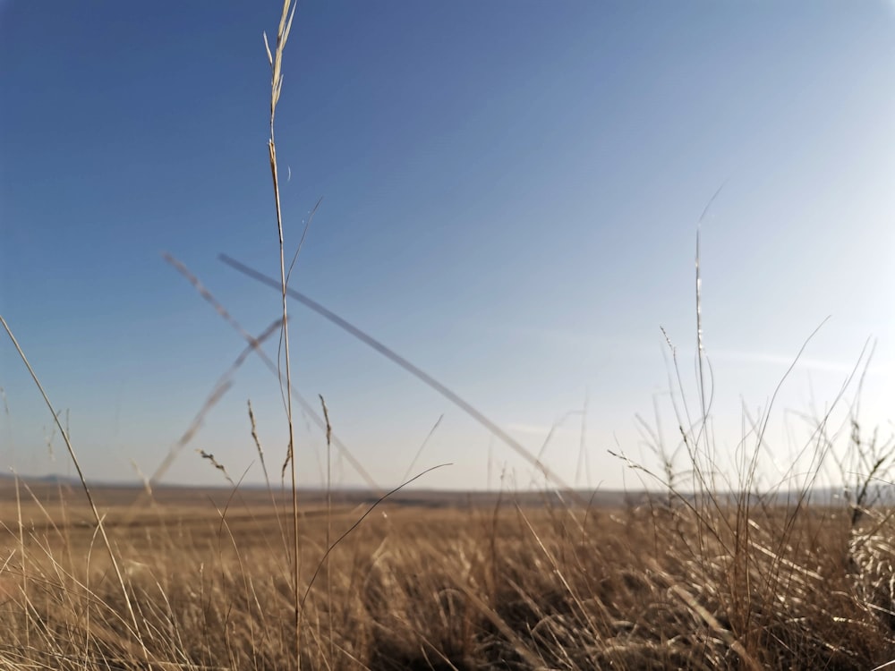 a grassy field with a blue sky in the background