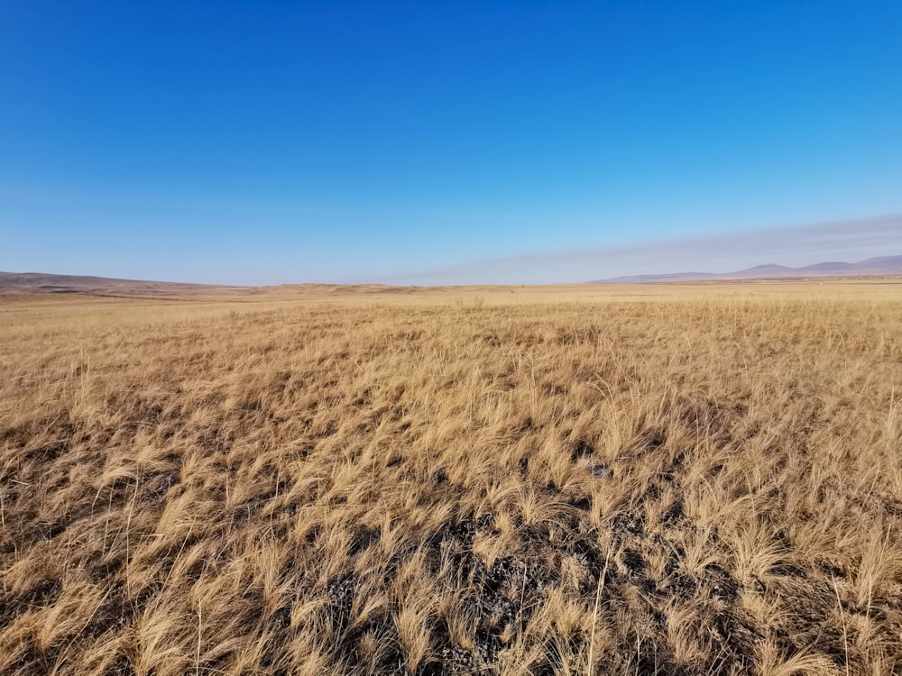 a large field of dry grass with a blue sky in the background