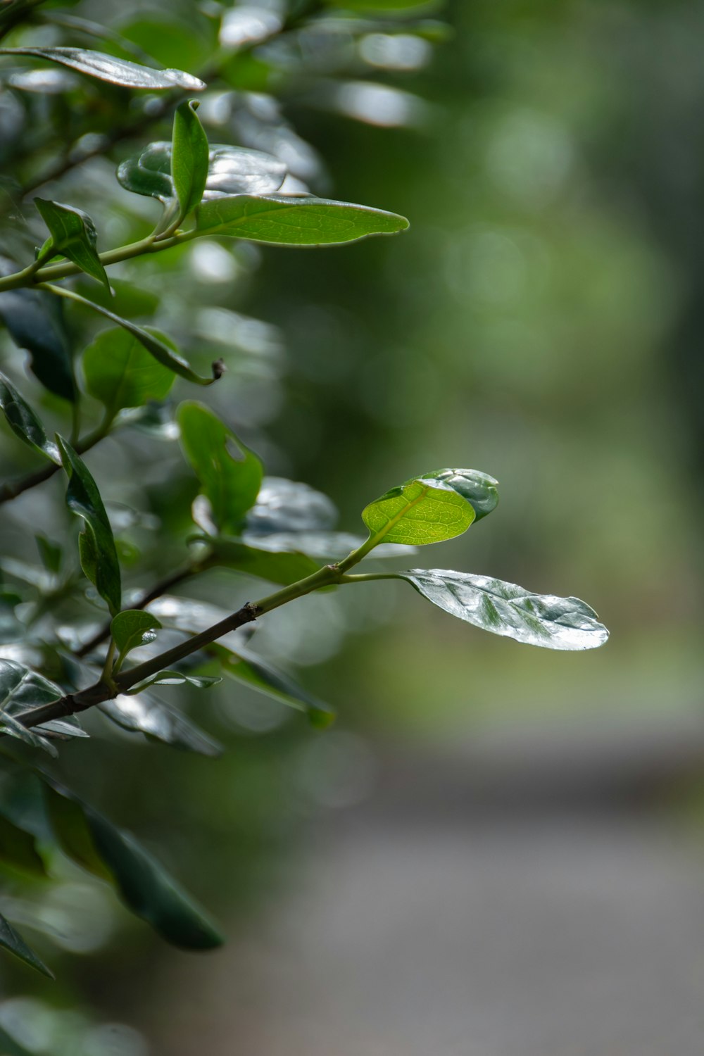 a green leafy branch with water drops on it