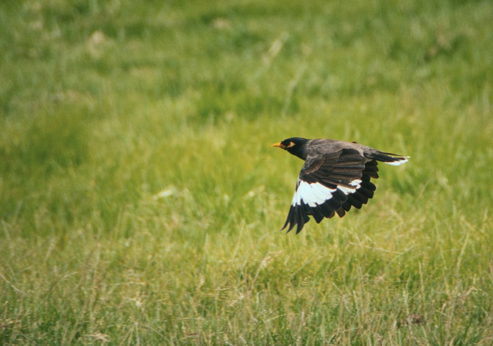 a black and white bird flying over a lush green field