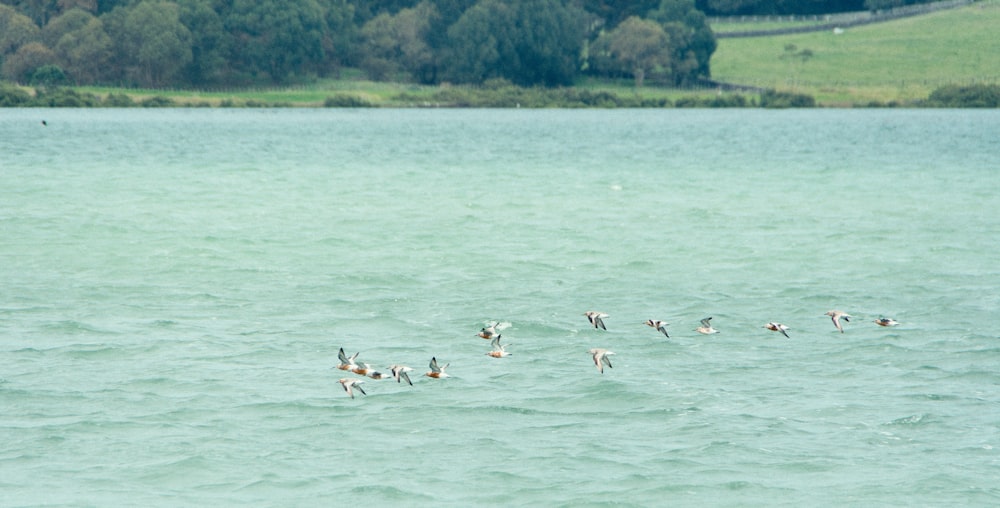 a flock of birds flying over a large body of water