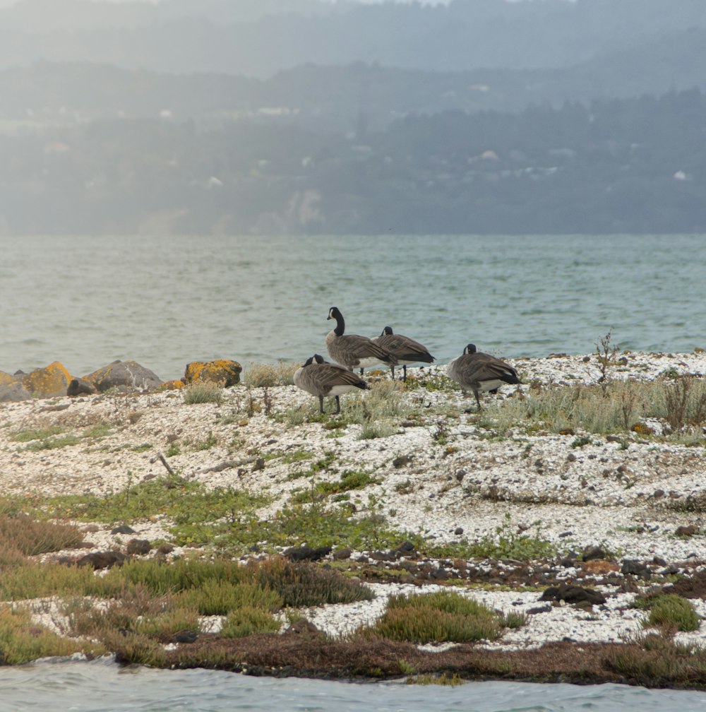 a flock of birds standing on top of a sandy beach