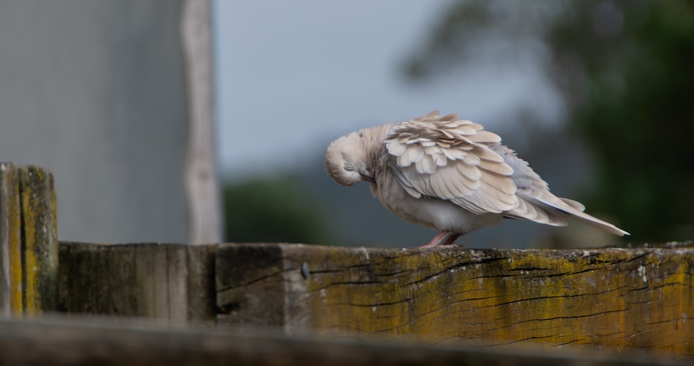 a small bird perched on a wooden fence