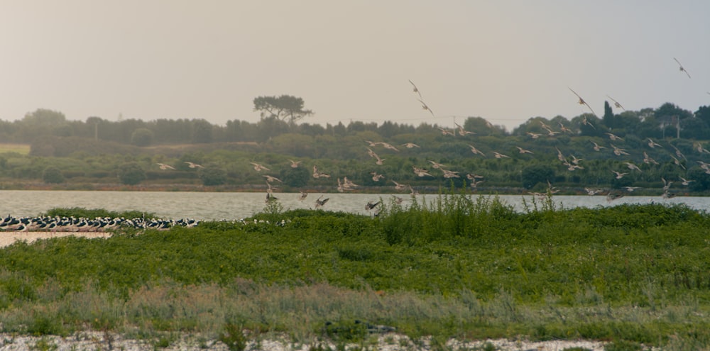 a flock of birds sitting on top of a lush green field