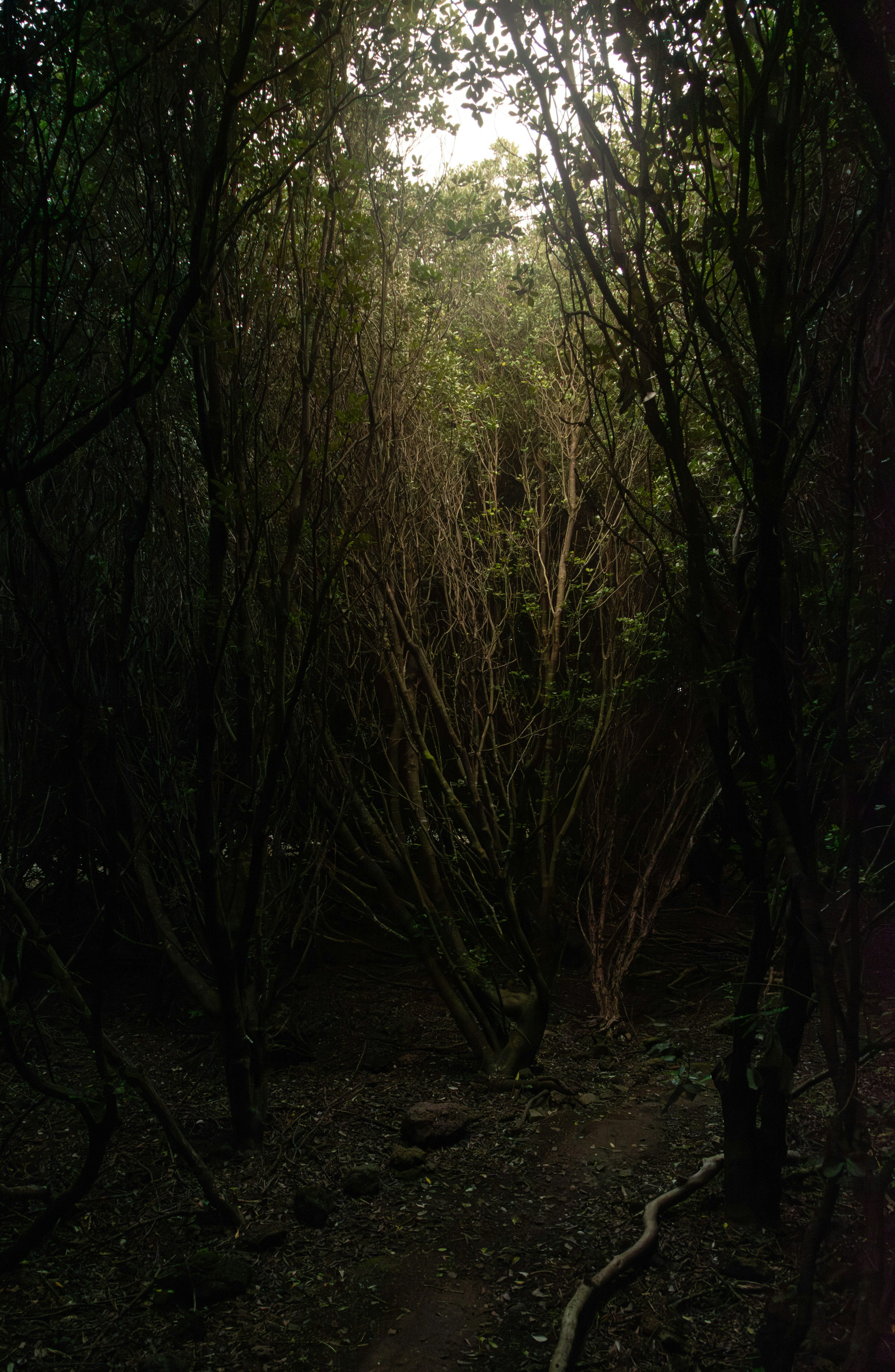 a path in the middle of a forest filled with trees