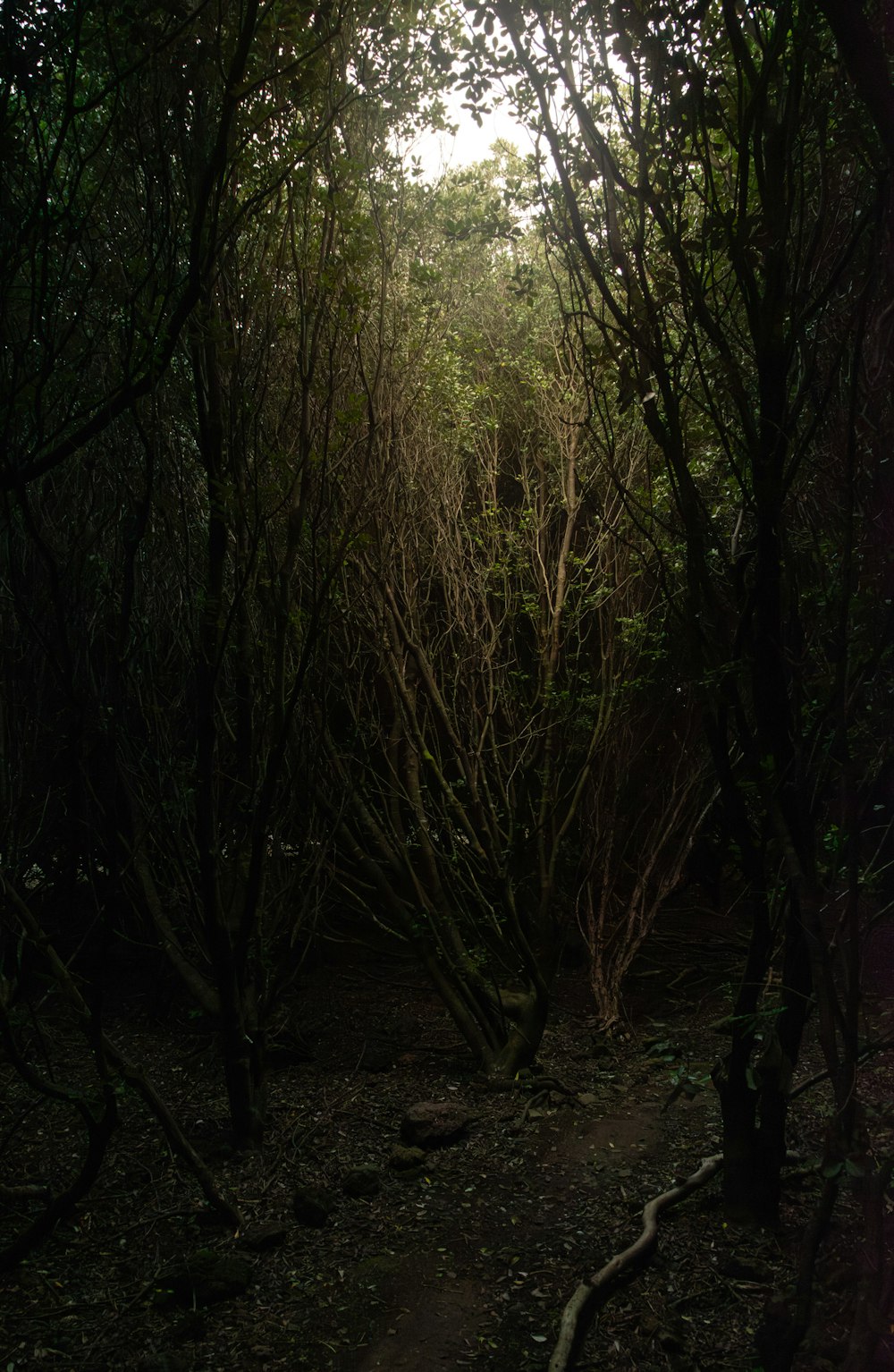 a path in the middle of a forest filled with trees