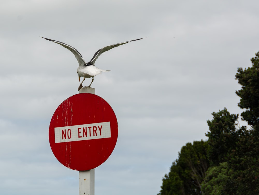 a bird is sitting on top of a no entry sign