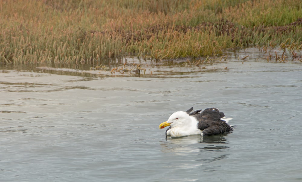 a seagull swimming in a body of water