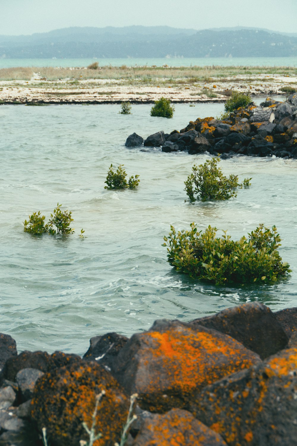 there are many plants growing in the water