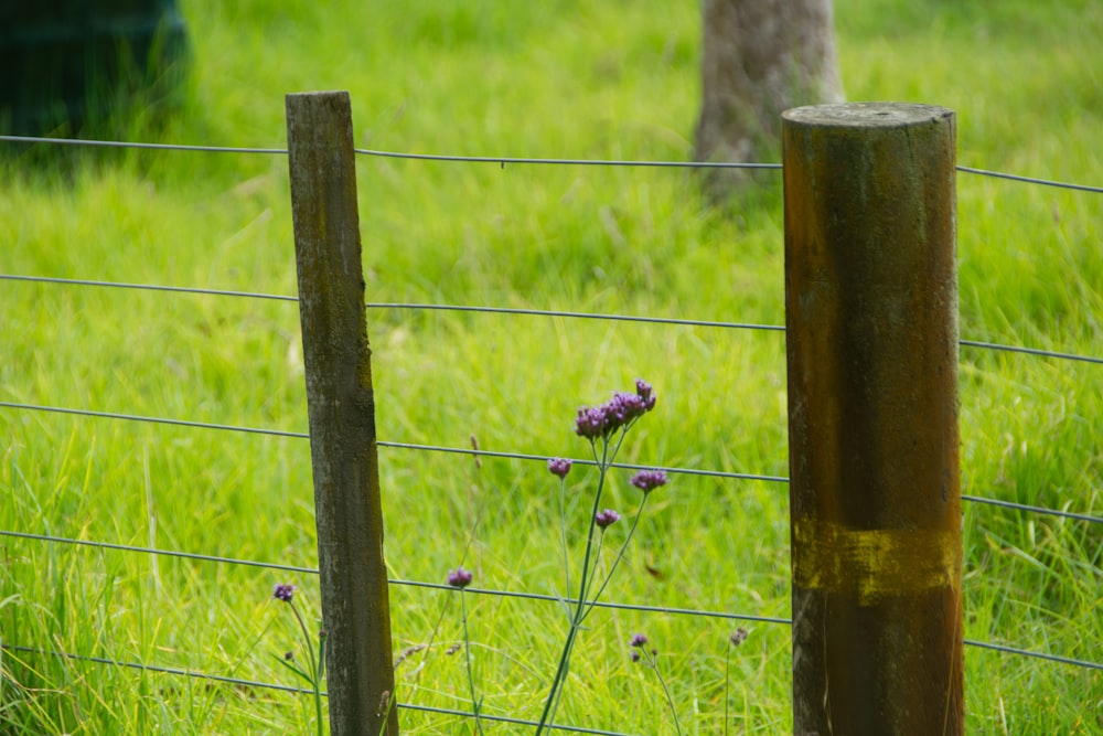 a fence that has some flowers growing out of it