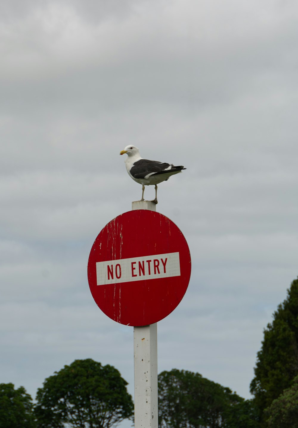 a seagull sitting on top of a no entry sign