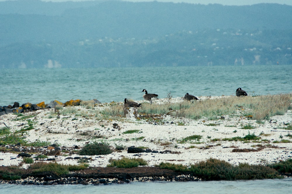 un grupo de pájaros sentados en la cima de una playa de arena