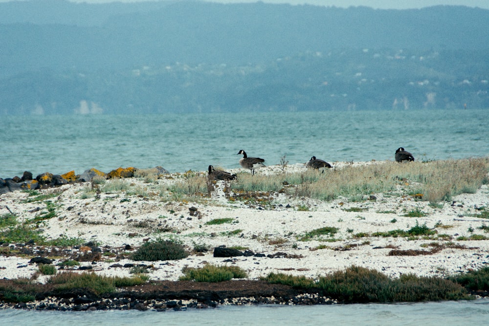 a group of birds sitting on top of a sandy beach