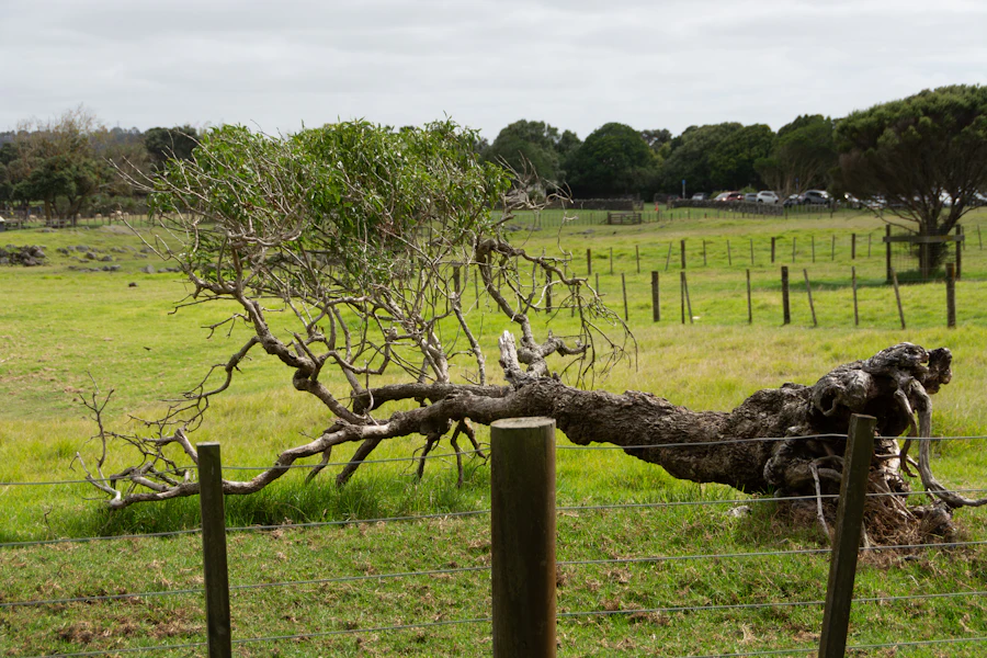 Tree that has fallen over in a field with its root plate lifted