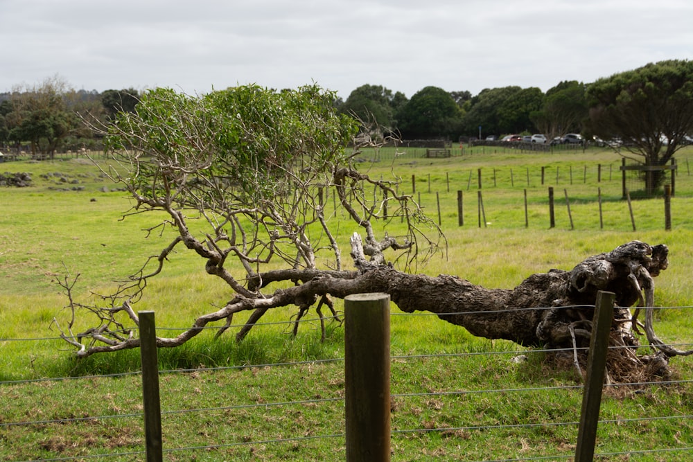 a tree that has fallen over in a field